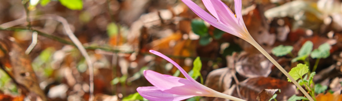 The syslog-ng Insider 2024-12: FreeBSD audit; 4.8.1; conferences