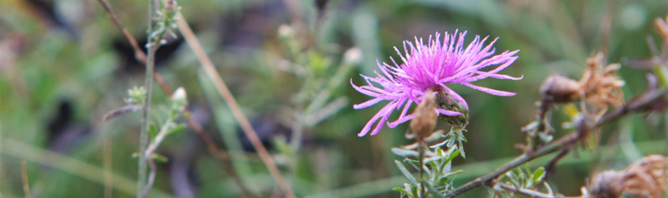 Experimental syslog-ng container image based on Alma Linux