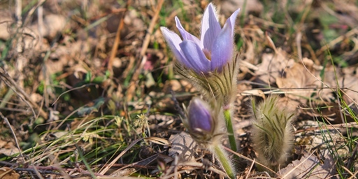 Installing nightly syslog-ng arm64 packages on a Raspberry Pi