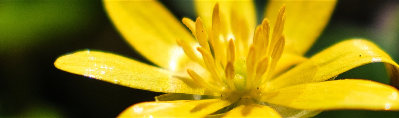 Getting your logs into Sumo Logic with syslog-ng made easy