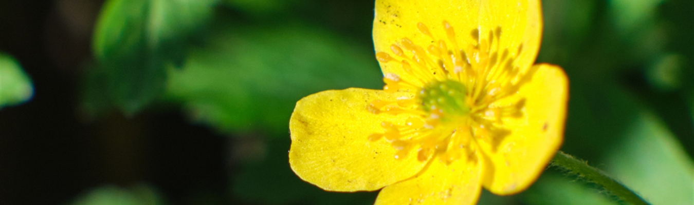 Insider 2020-05: syslog-ng 3.27; Python HTTP header; DBLD; Sumologic;