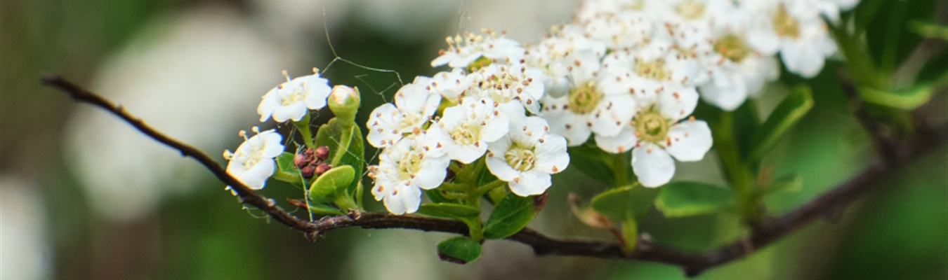 Insider 2020-07: TLS; capabilities; 3.27;