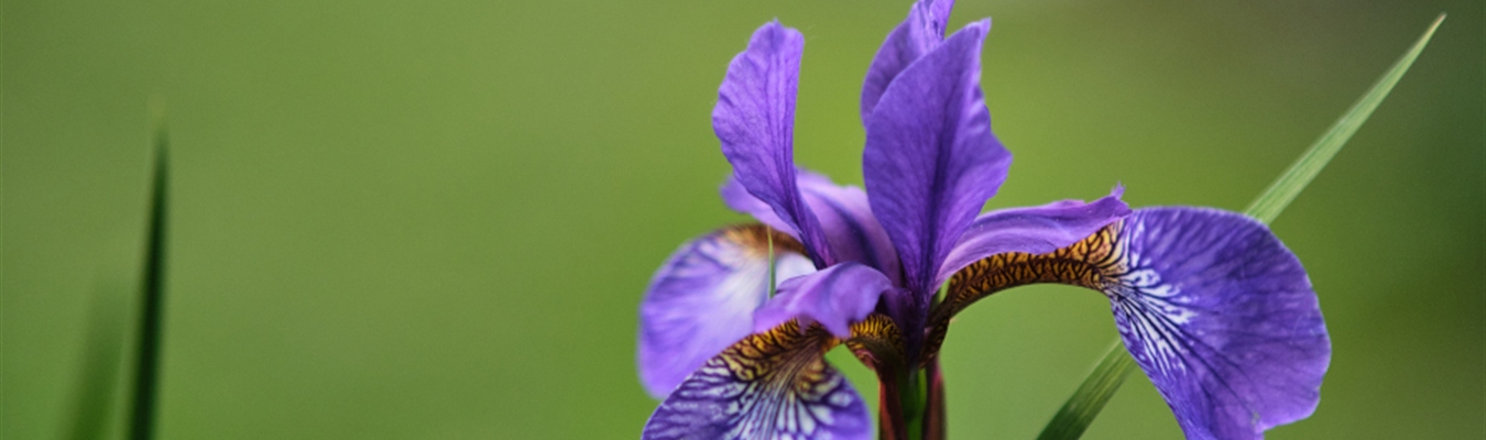 Enabling PCRE dupnames in syslog-ng