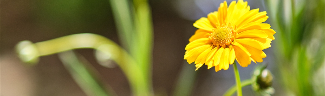 Parsing Cisco logs in syslog-ng