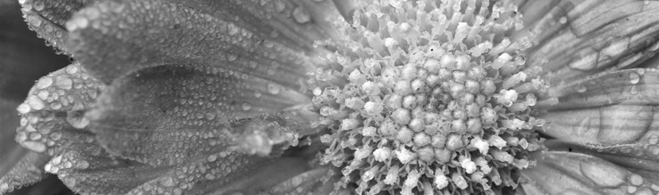 Collecting logs from Windows using syslog-ng