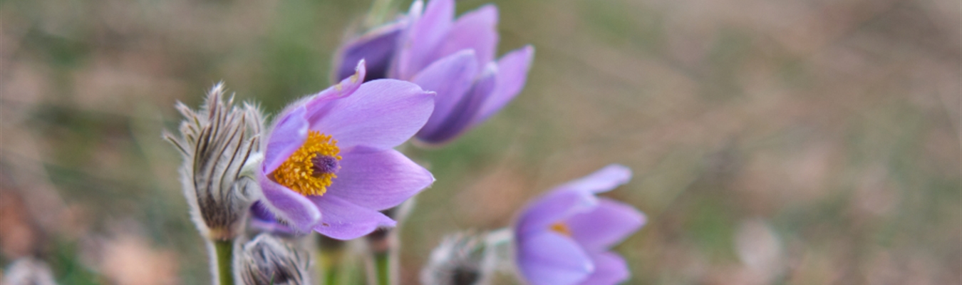 Collecting One Identity Cloud PAM Essentials logs using syslog-ng