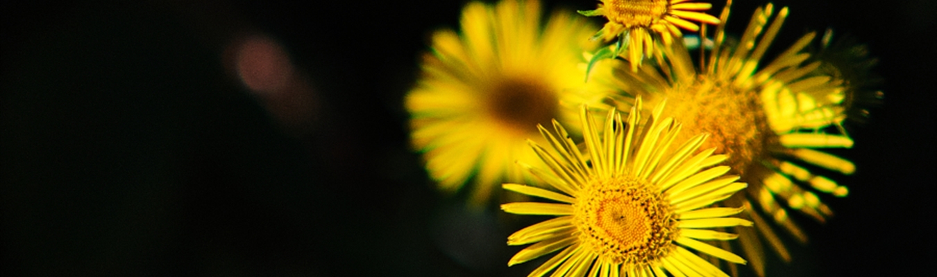 Sending logs to Splunk using syslog-ng